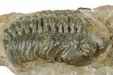 Detailed Reedops Trilobite - Atchana, Morocco #322270-2